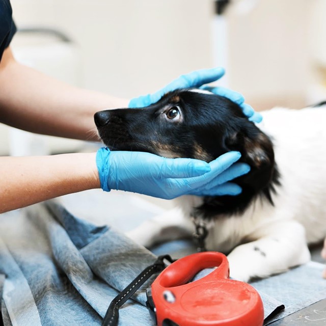 Servicio de urgencias veterinarias