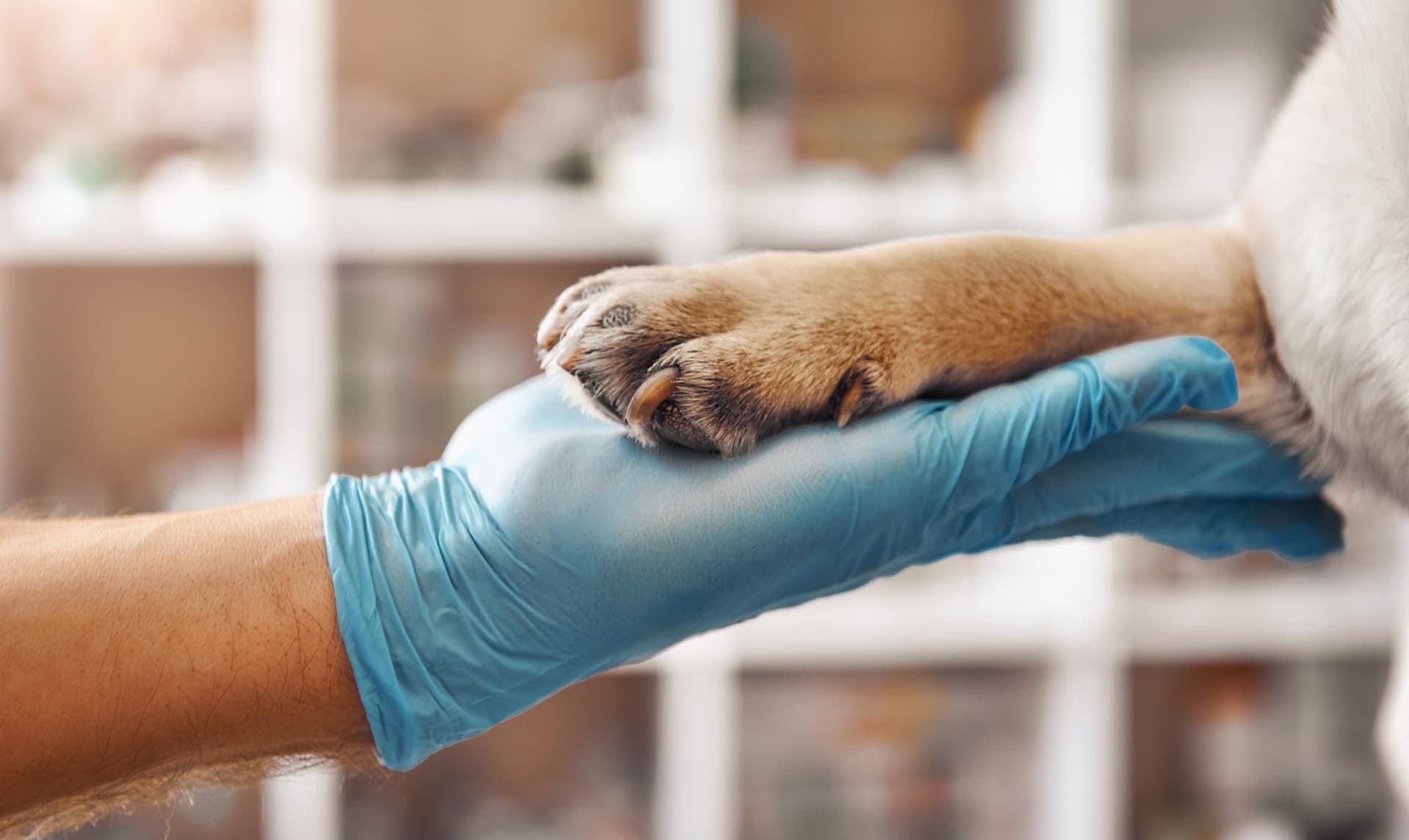 Atención de calidad como veterinario de urgencia en Teo