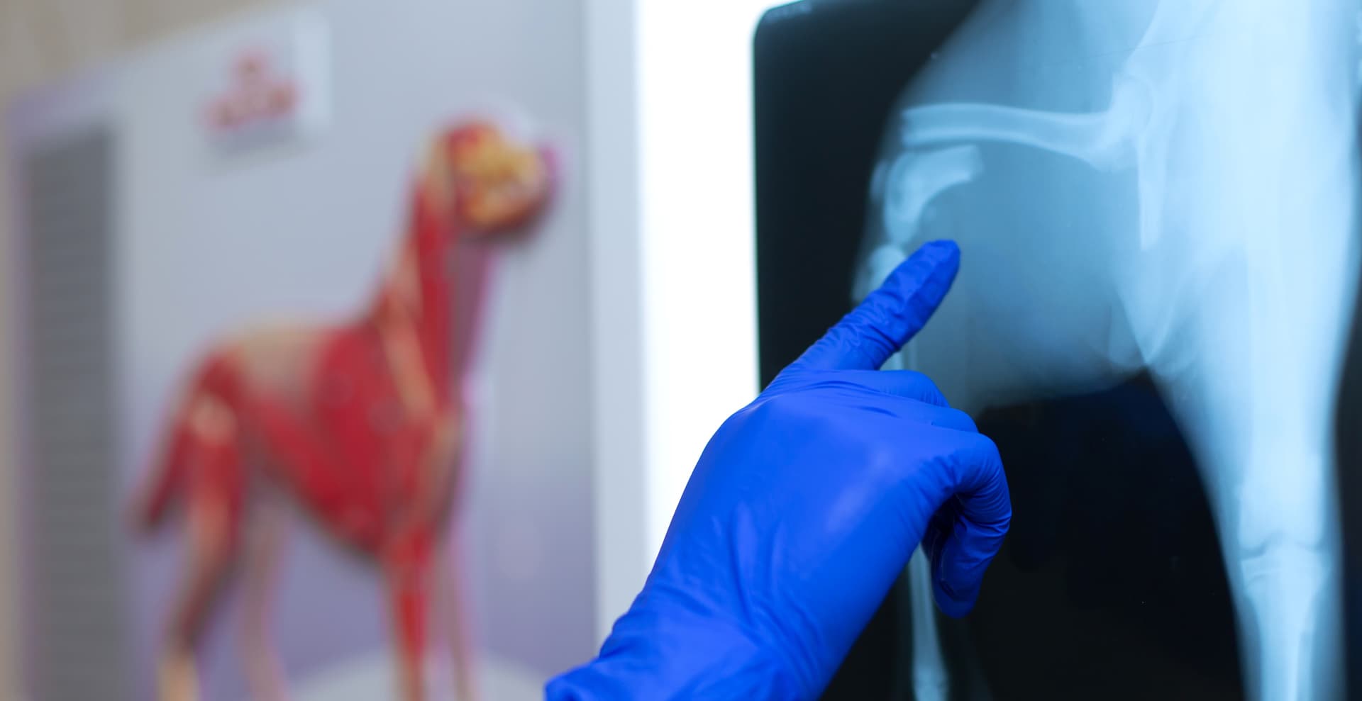 Urgencias veterinarias en Teo