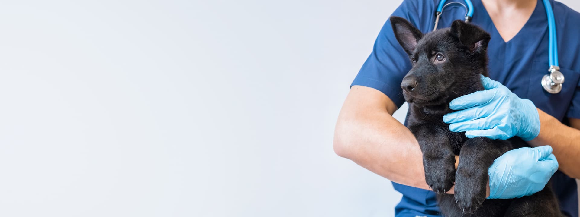 Veterinario de urgencias en Teo