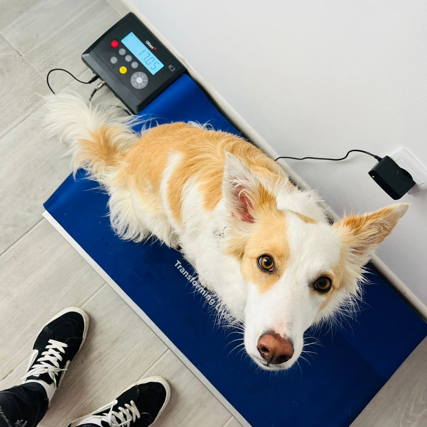 Instalaciones de la clínica veterinaria Ronroneos en Teo