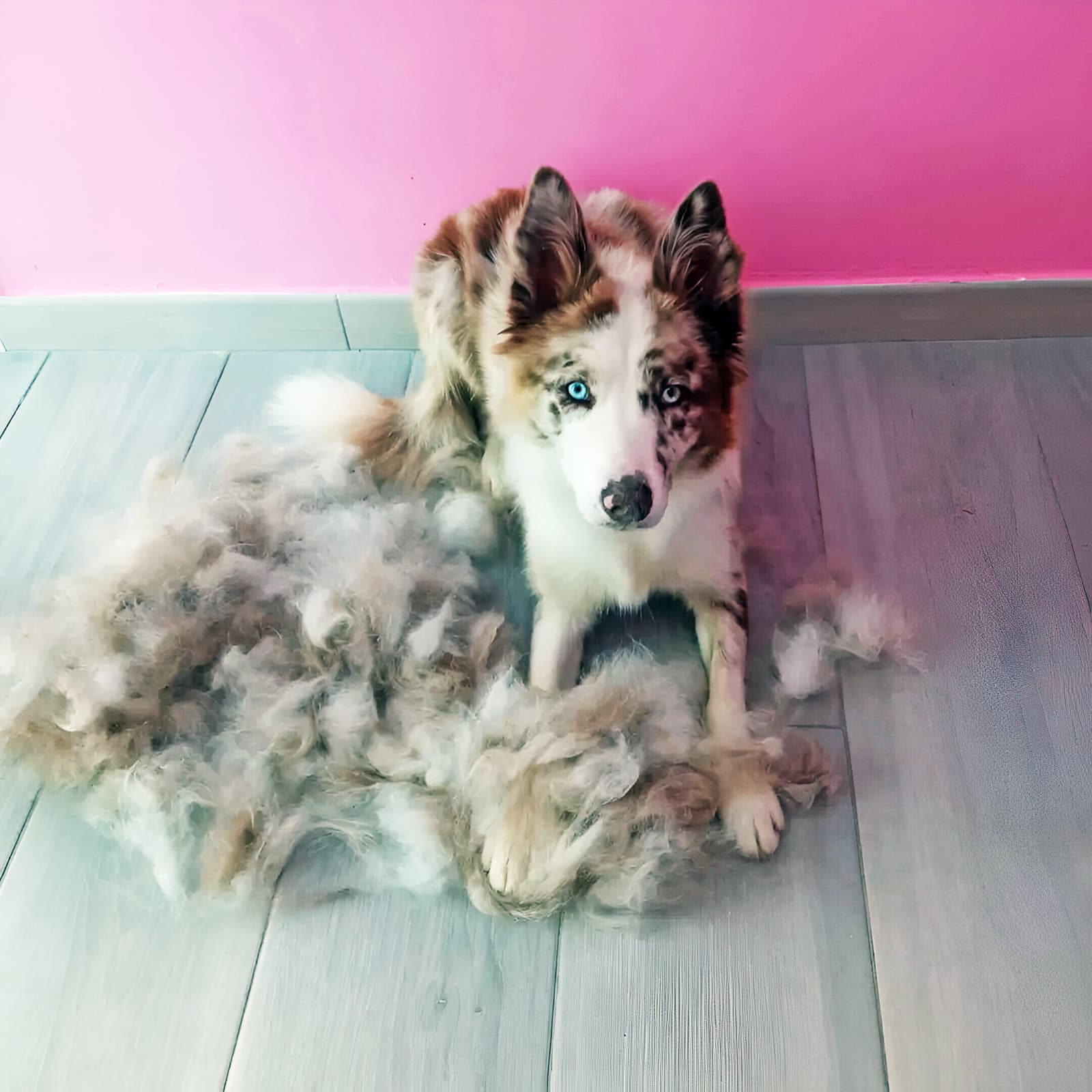 Peluquería canina para todas las razas en Teo - Ronroneos
