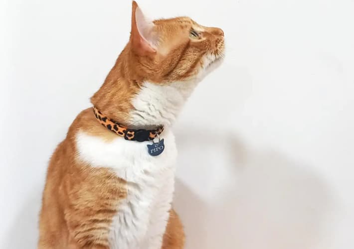 Peluquería felina con experiencia en Teo - Ronroneos