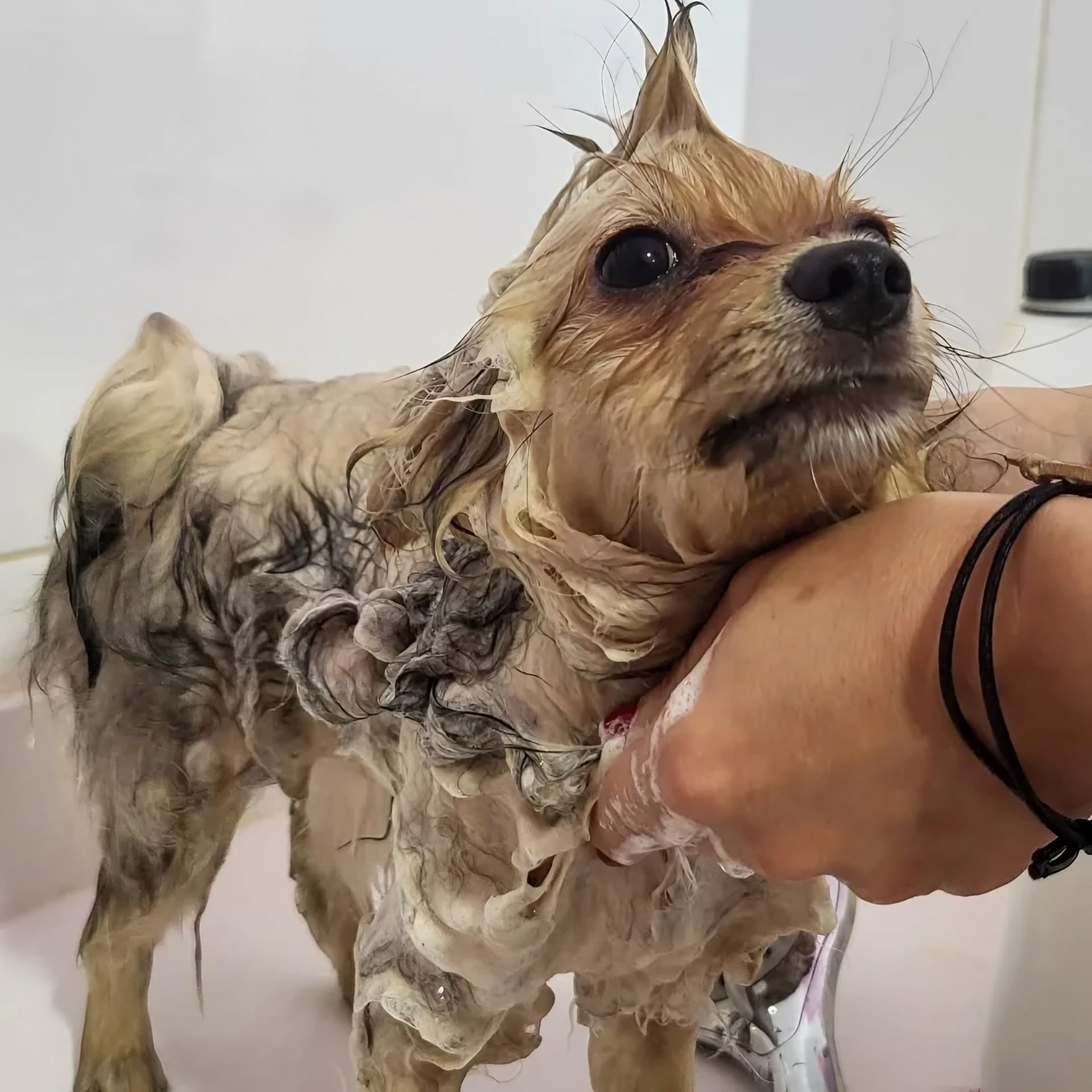 Reserva cita en la peluquería de Ronroneos en Teo