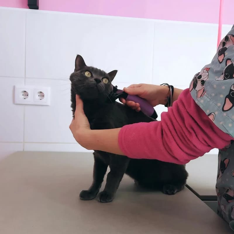 Peluquería canina y felina en Teo - Ronroneos