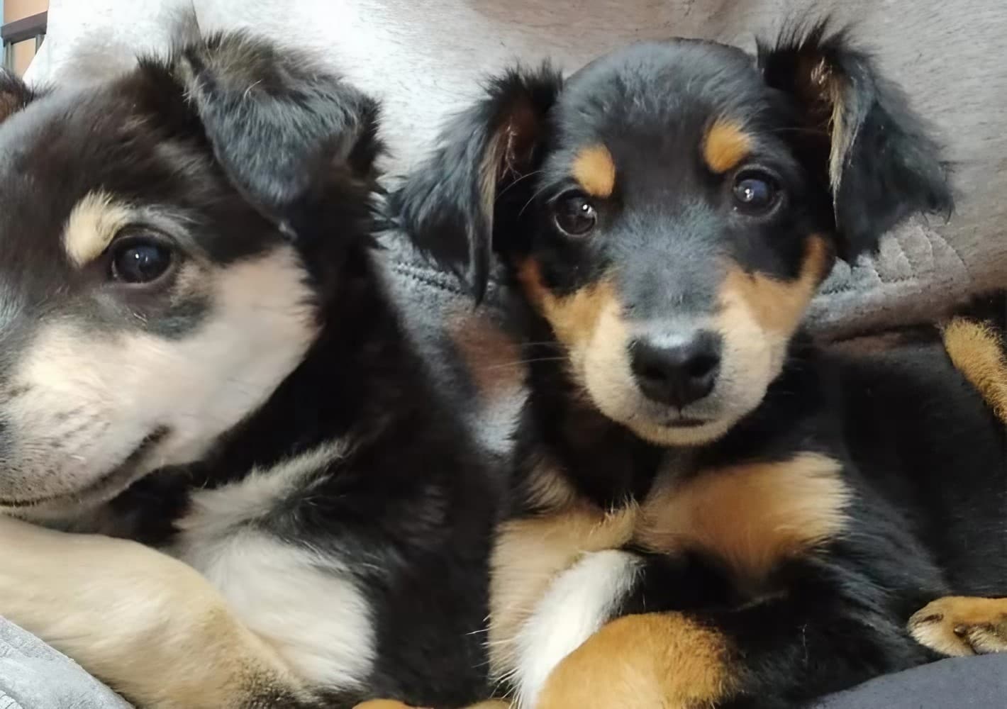 Servicios veterinarios integrales para perros y gatos en Teo