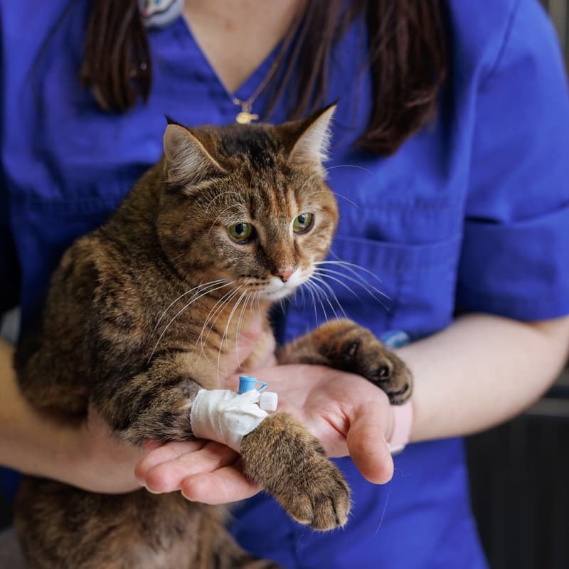 Servicio de urgencias veterinarias en Teo - Ronroneos